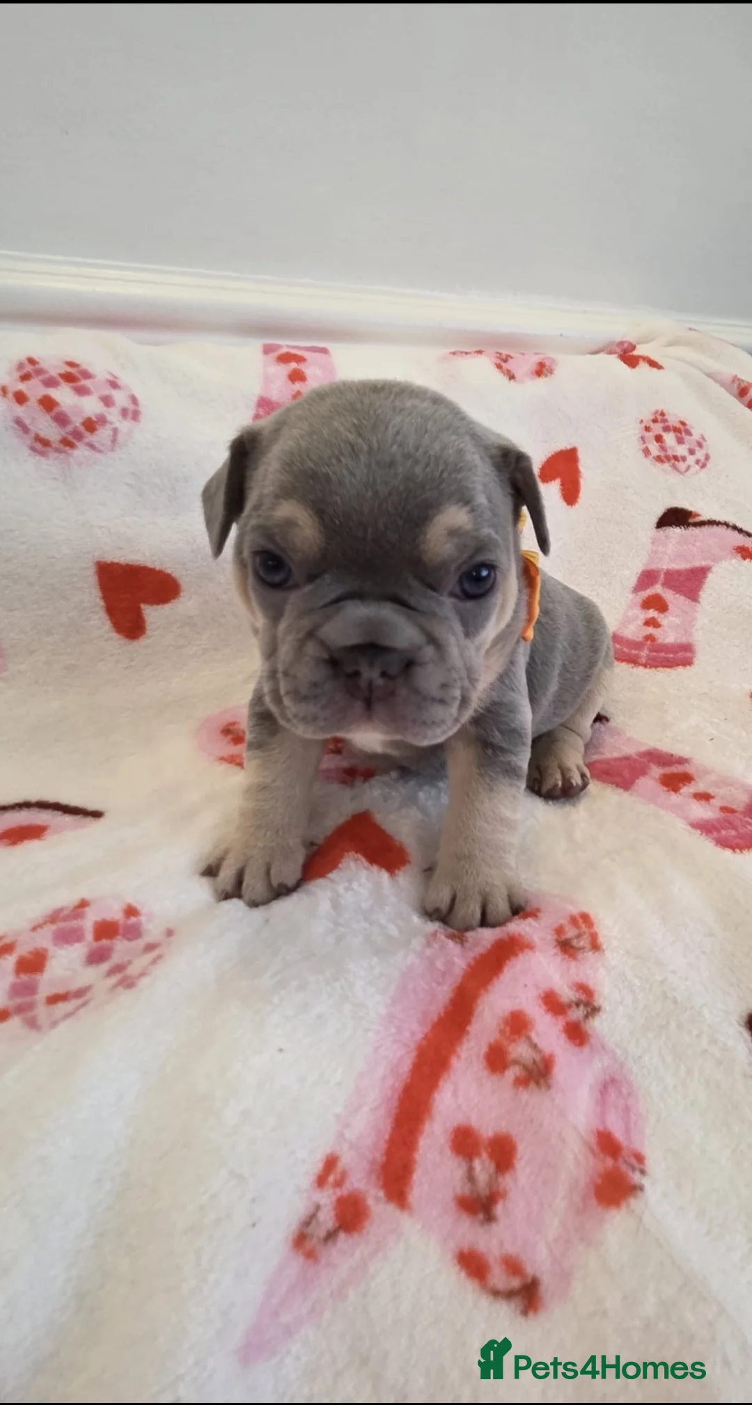 French Bulldog dogs for sale: Beautiful Frenchie puppies - Advert 19