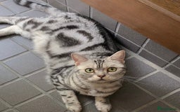 British Shorthair cats for sale: Beautiful silver British shorthair kittens - Image 7