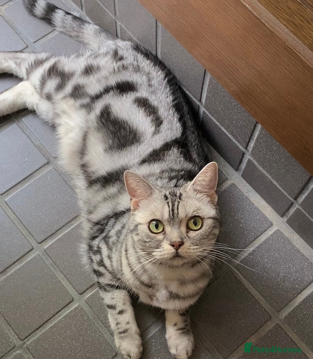 British Shorthair cats for sale: Beautiful silver British shorthair kittens - Image 7