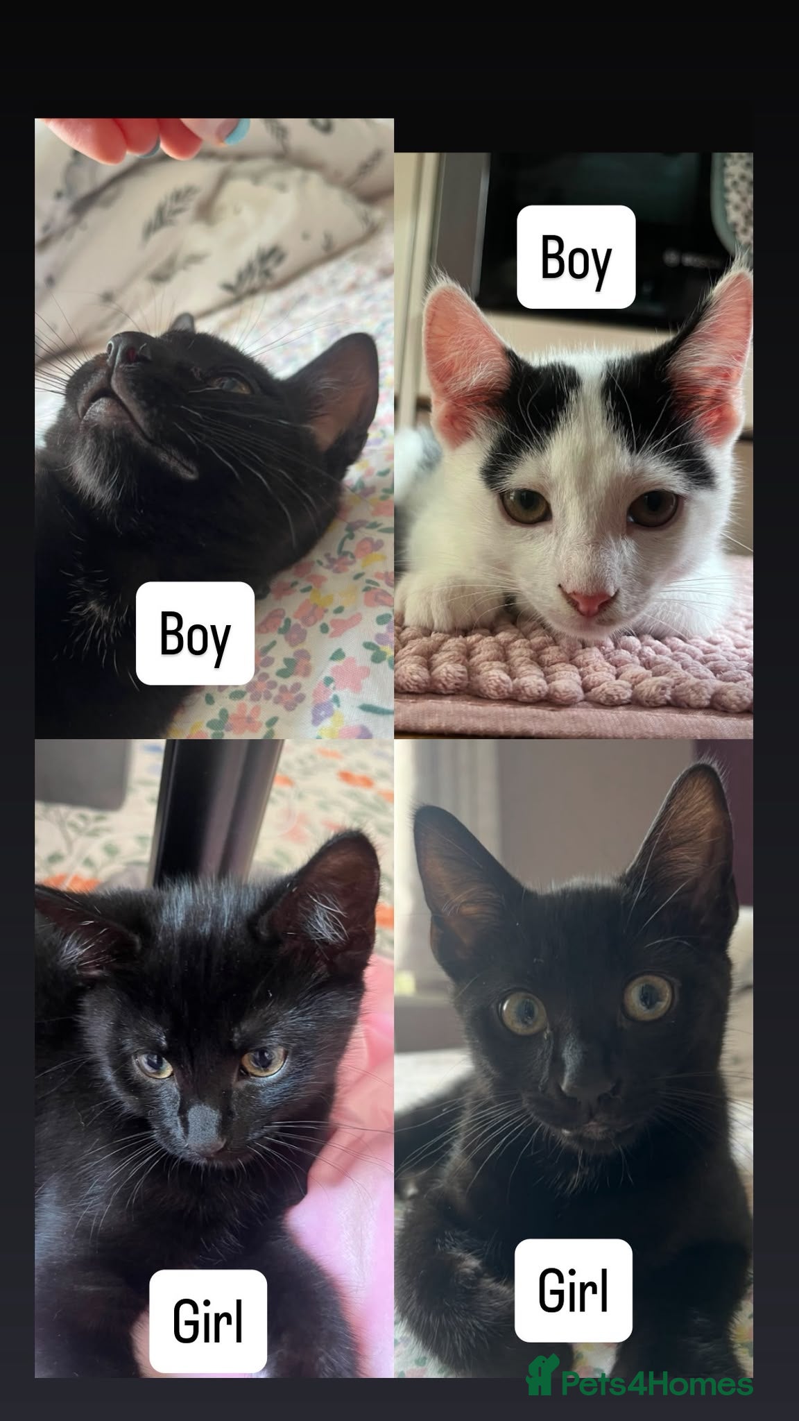 Mixed Breed cats 4 lively kittens looking for forever homes  - Advert 4
