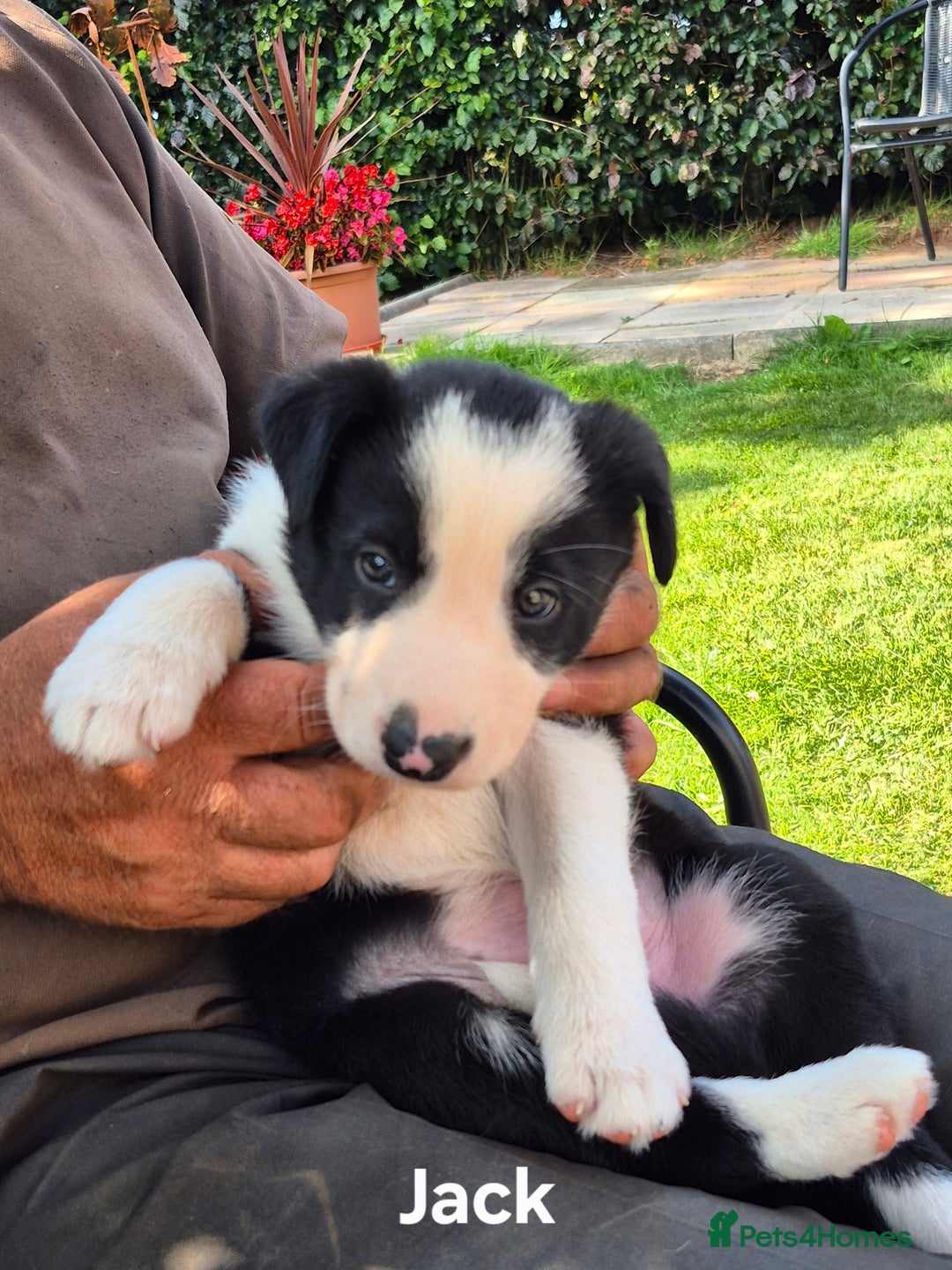 Border Collie dogs for sale: Sheepdog pups in Cumbria - Image 4