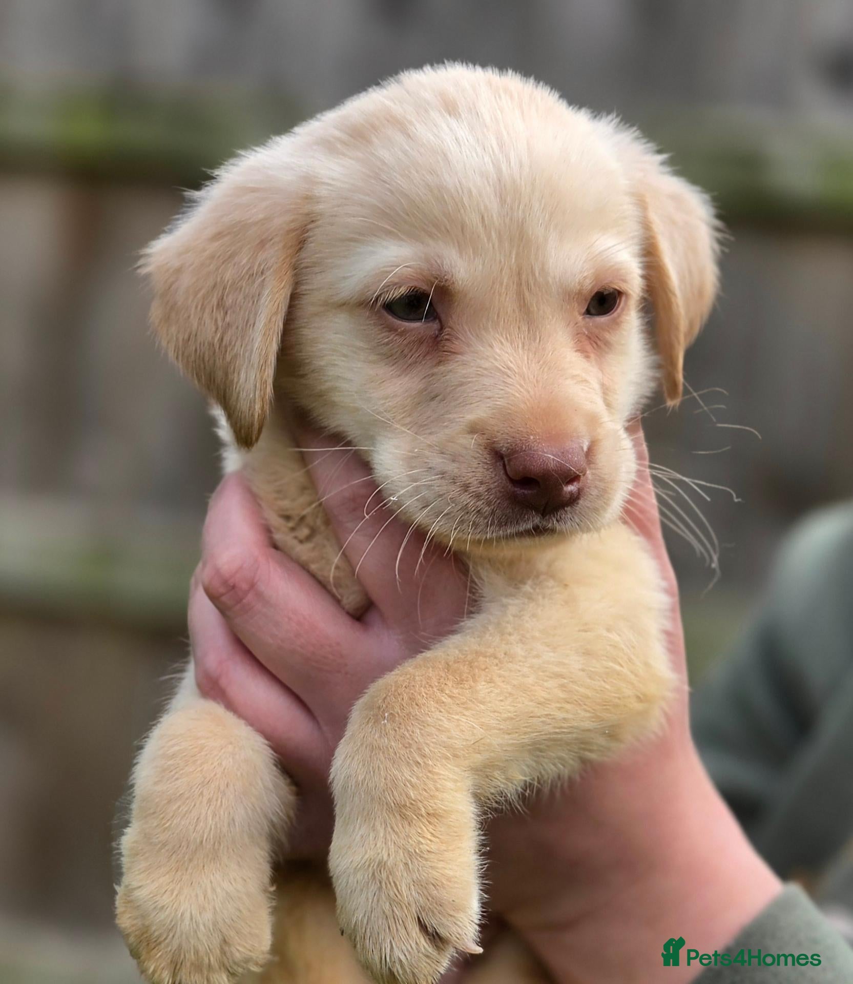 Labrador Retriever dogs 3 fantastic Pedigrre Lab pups for sale - Advert 2