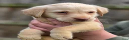 Labrador Retriever dogs for sale: 3 fantastic Pedigrre Lab pups for sale - Advert 7