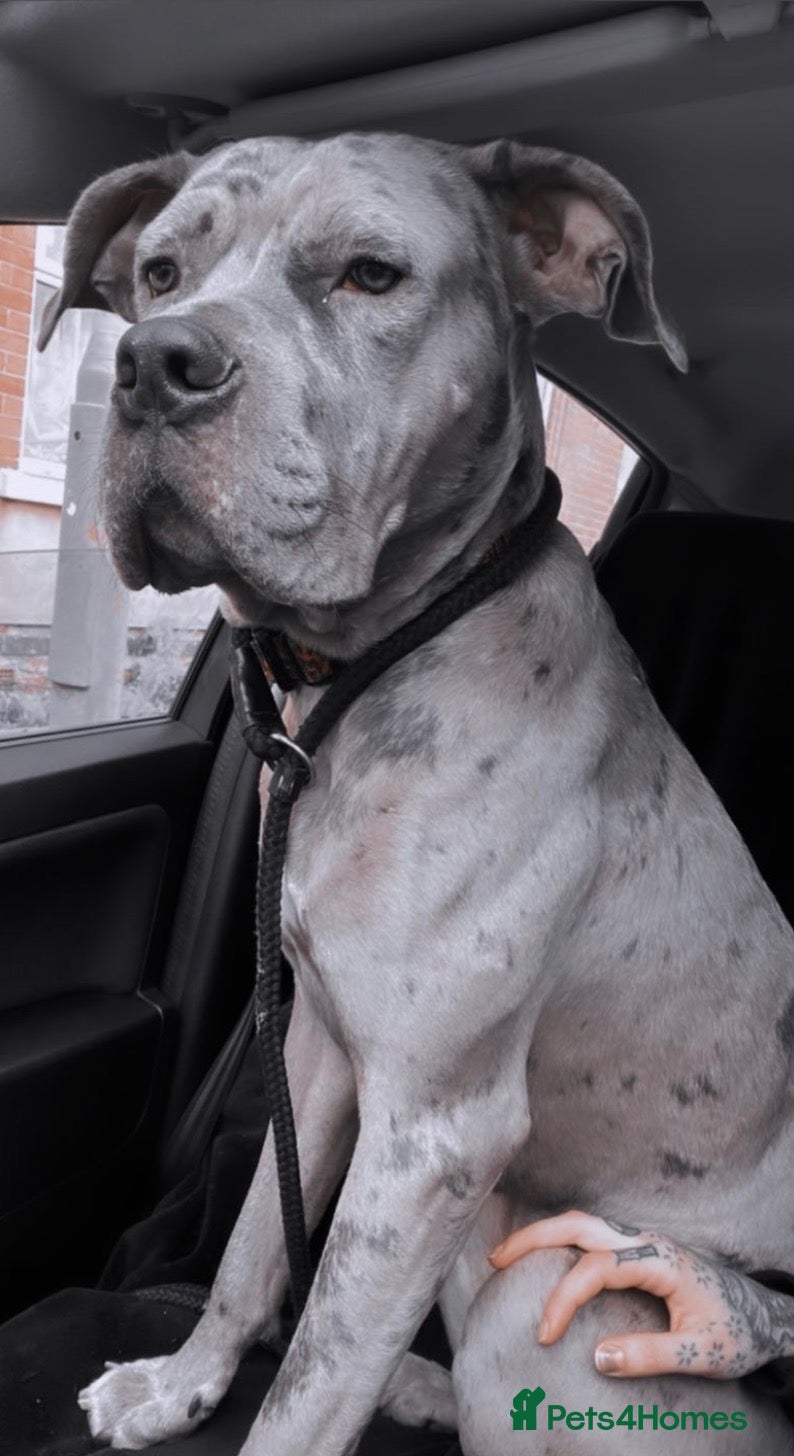 Cane Corso dogs Rare colour cane corso up for stud  - Advert 1