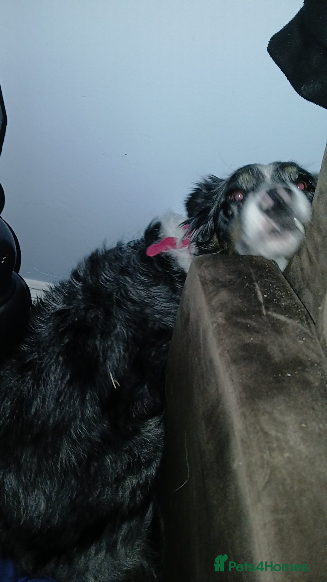 Border Collie dogs Female border collie for sale  - Advert 2
