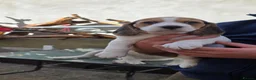 Beagle dogs for sale: 🐾Beautiful Beagle Puppies For Sale!🐶💕 - Advert 13