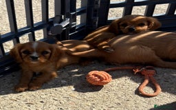 Cockalier dogs for sale: Gorgeous Cockalier Puppies… - Image 7
