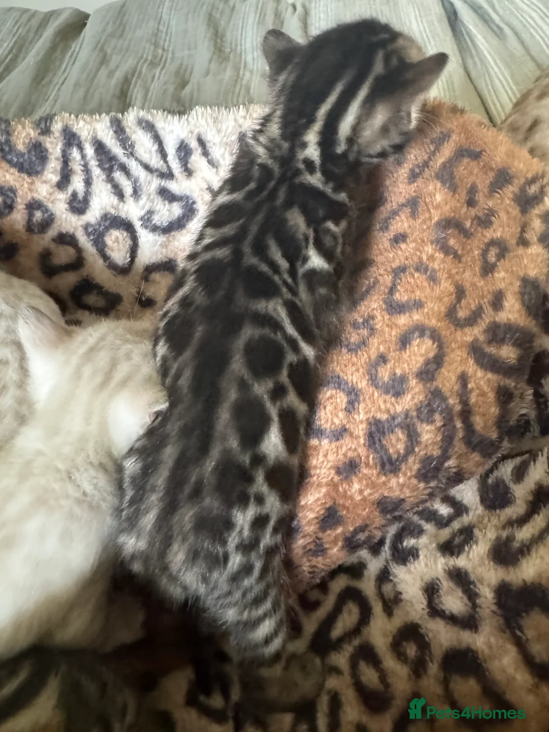 Bengal cats for sale: Stunning Bengals with European Champion father!  - Advert 9