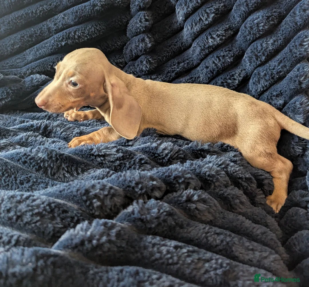 Miniature Dachshund dogs for sale: Miniature dachshund puppies  - Advert 24