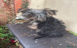 Yorkshire Terrier dogs for sale: Yorkshire Terrier Puppy 2 - 1 Absolutely Stunning Yorkie Pup Ready To Go Now!  - Image 5