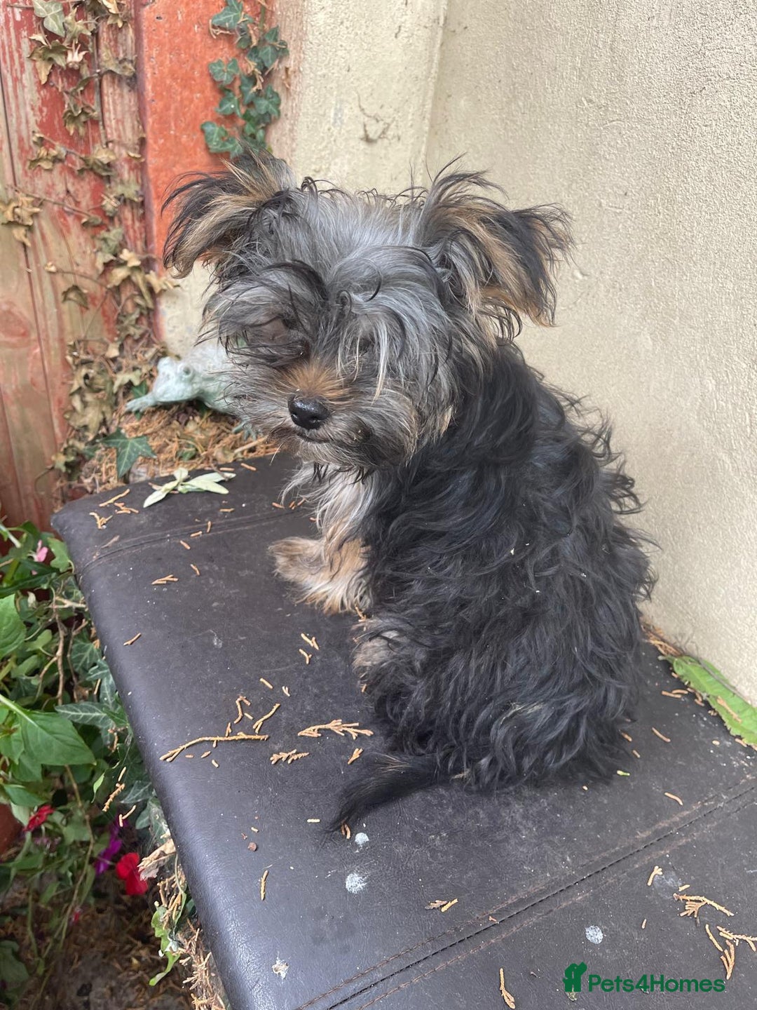 Yorkshire Terrier dogs for sale: Yorkshire Terrier Puppy 2 - 1 Absolutely Stunning Yorkie Pup Ready To Go Now!  - Image 5