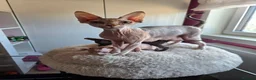 Sphynx cats for sale: Spectacular Sphynx kittens TICA & GCCF  DBE - Advert 32