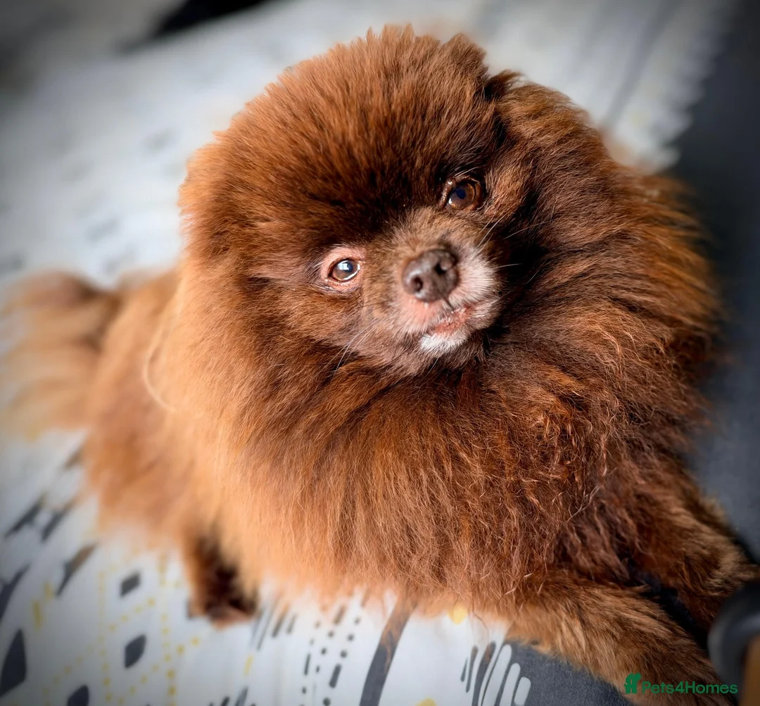 Pomeranian dogs for sale: Black Pomeranian Puppy - Advert 3