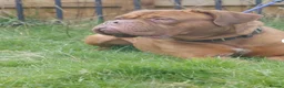 Dogue De Bordeaux dogs for sale: Dogue De Bordeaux females  - Advert 4
