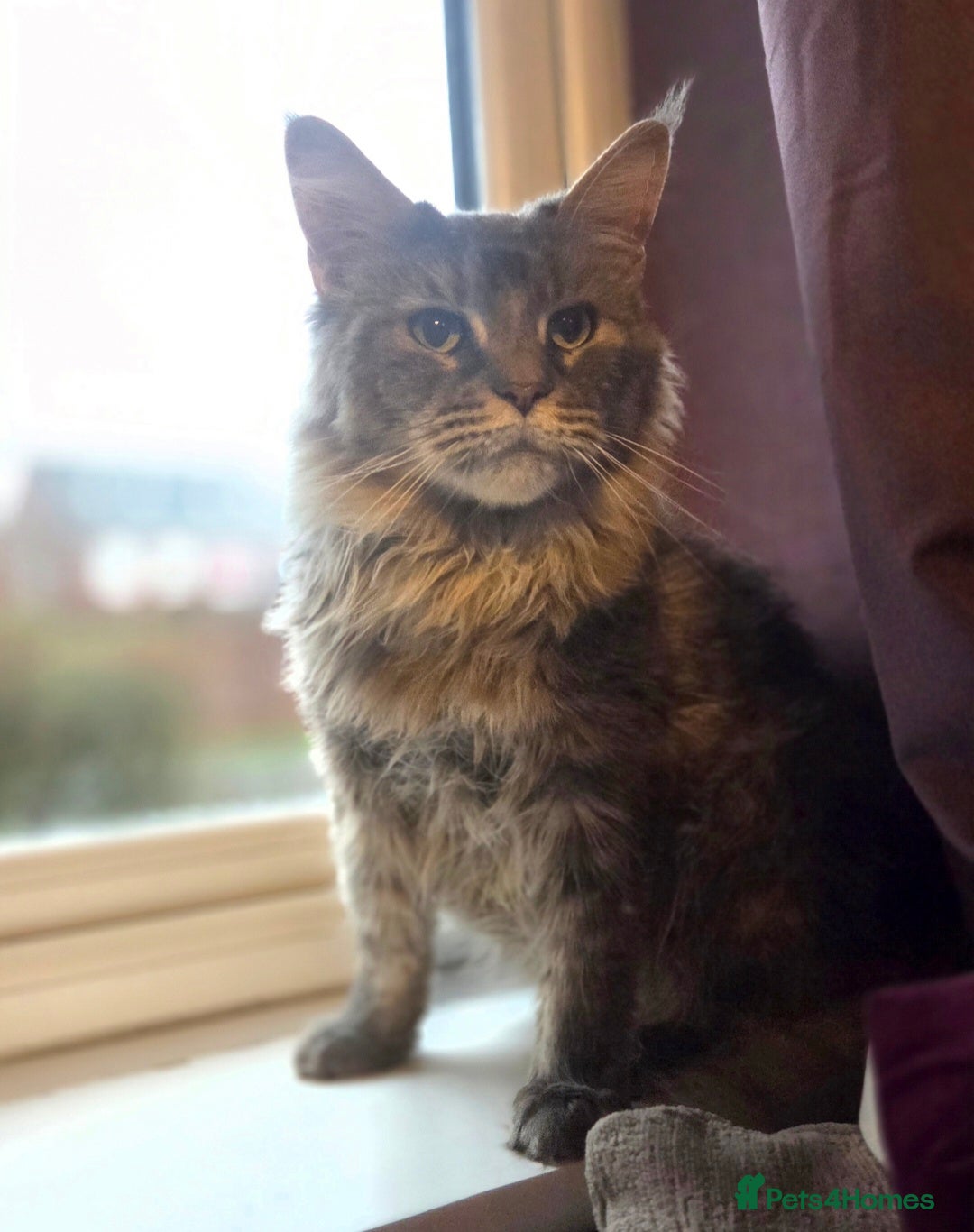 Maine Coon cats for sale: TiCA reg/Parents Fully Health Tested - Advert 22