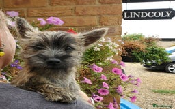 Cairn Terrier dogs for sale: Brother & Sister Looking for Loving Homes - Image 9