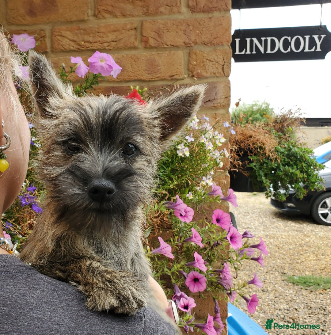Cairn Terrier dogs for sale: Brother & Sister Looking for Loving Homes - Image 9