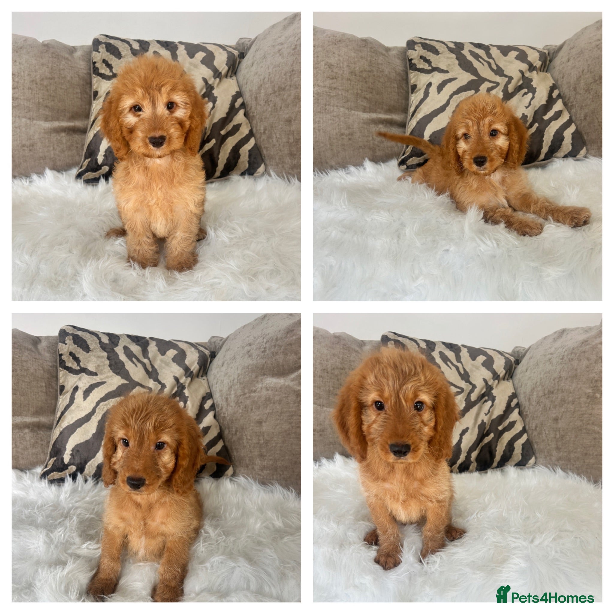 Cockapoo dogs F1 golden cockapoo puppies  - Advert 2