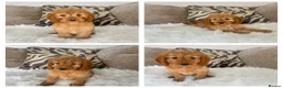 Cockapoo dogs for sale: F1 golden cockapoo puppies  - Advert 6