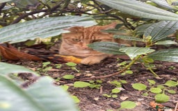 British Shorthair cats for sale: *KITTEN FOR SALE* - Image 5