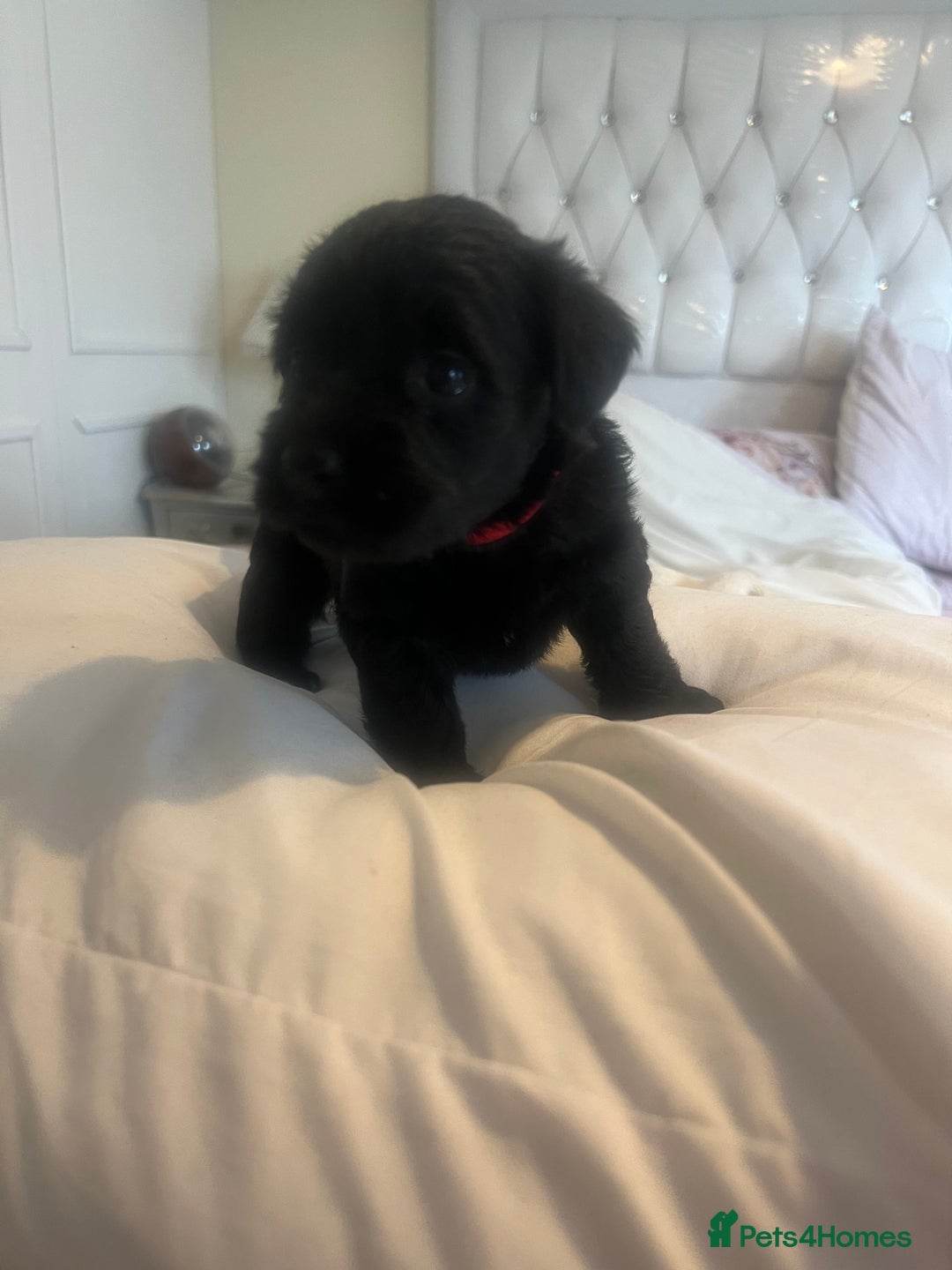 Miniature Schnauzer dogs for sale: 🐾🤎🐶Cavaschnauzer-Pups🐶🤎🐾 - Image 23