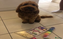 Cockapoo dogs for sale: FOX RED COCKAPOOS ⭐️⭐️ - Image 9