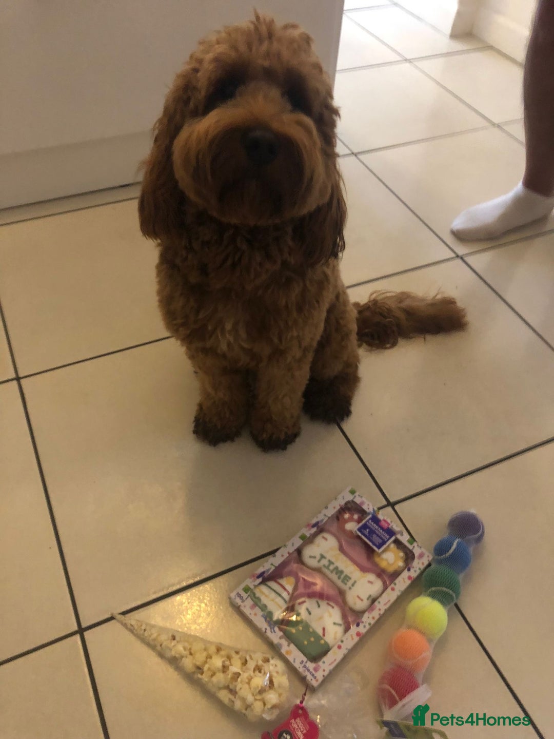 Cockapoo dogs for sale: FOX RED COCKAPOOS ⭐️⭐️ - Image 9