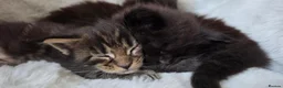 Maine Coon cats for sale: Two beautiful Maine Coon Kittens  in Ashford - Advert 23