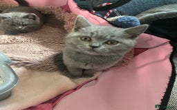 British Shorthair cats for sale: GCCF Outstanding British Short Hair kitten  - Image 6