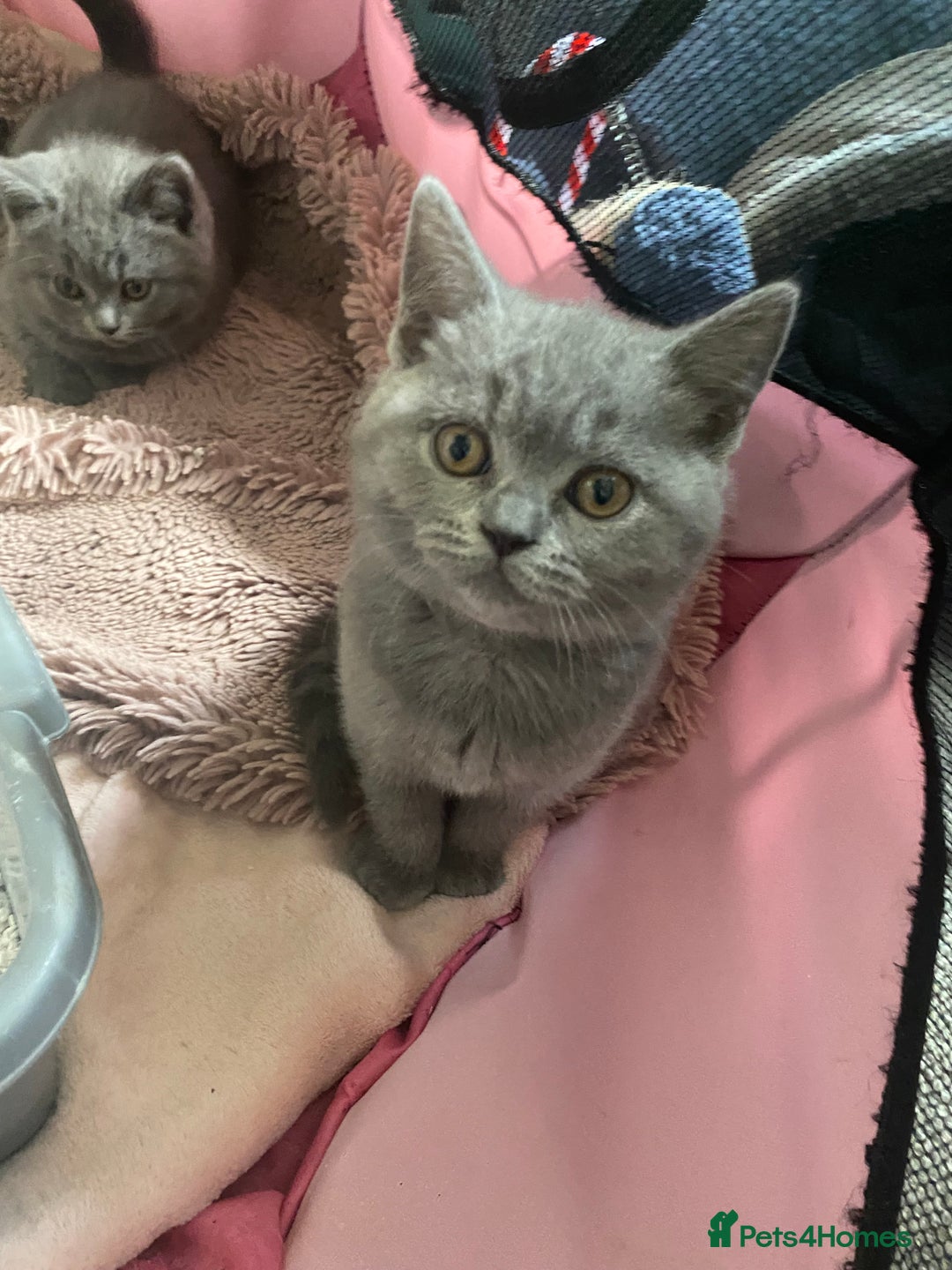 British Shorthair cats for sale: GCCF Outstanding British Short Hair kitten  - Image 6