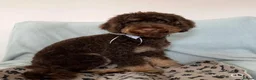 Mixed Breed dogs for sale: Cockapoo × Australian Labradoodle Puppies  in Redruth - Advert 9