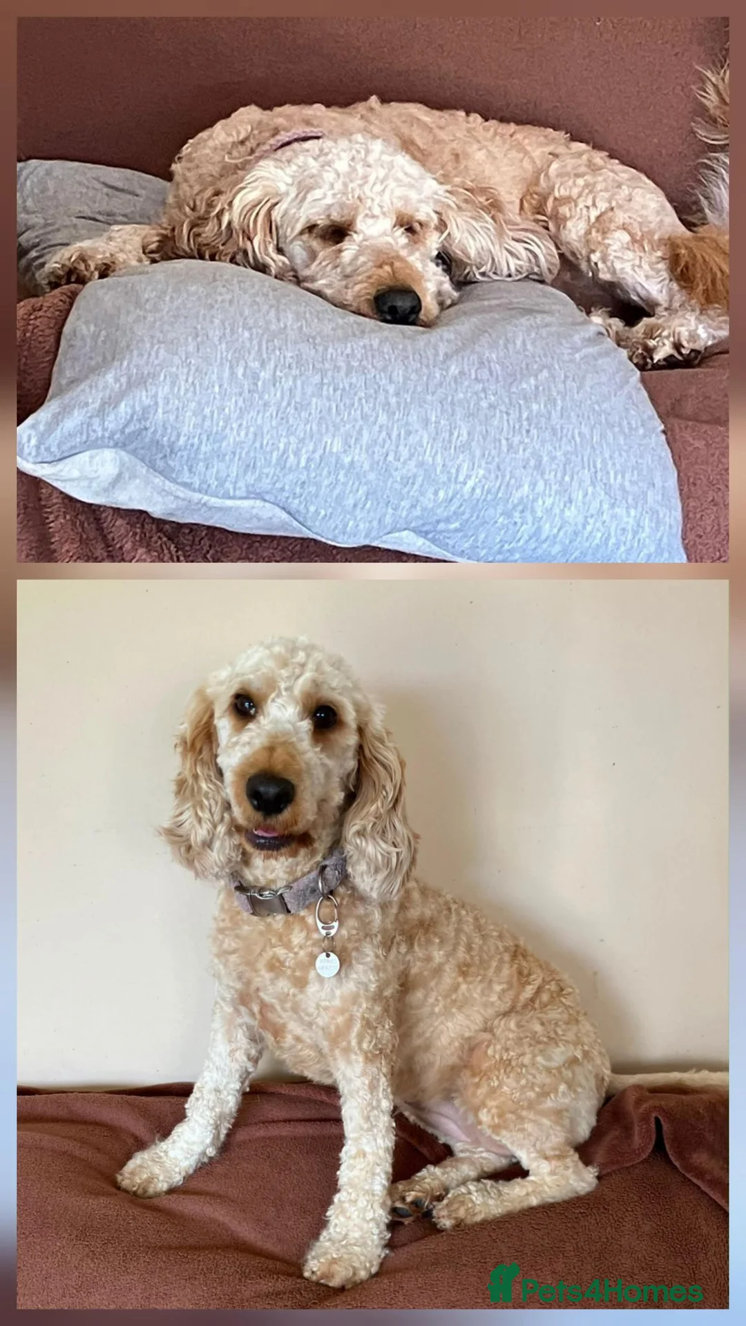 Cockapoo dogs for adoption: Beautiful Soul looking for her forever home  - Advert 2
