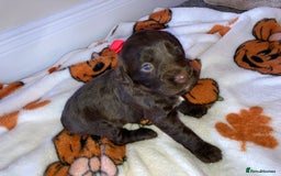 Cockapoo dogs for sale: Merle Cockapoos - Image 10