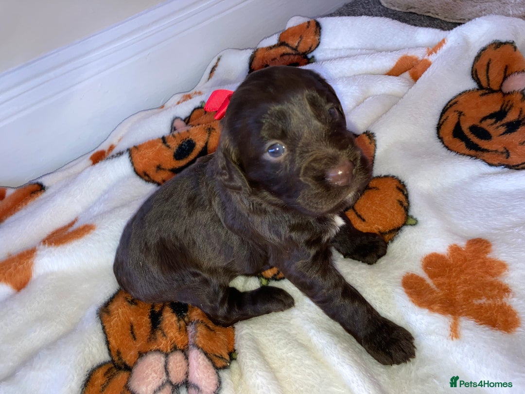 Cockapoo dogs for sale: Merle Cockapoos - Image 10