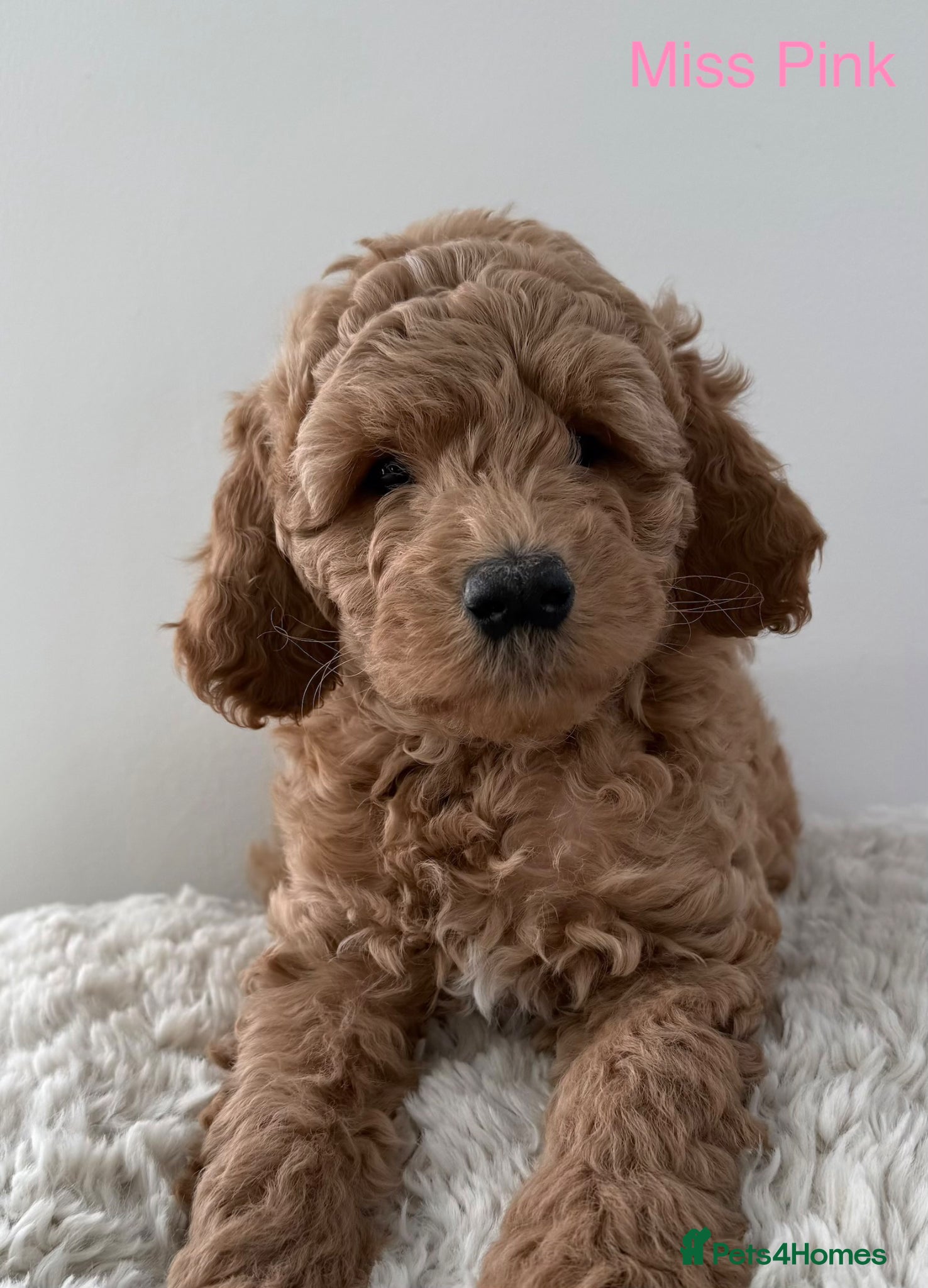 Double Doodle dogs Stunning litter of Australian Double Doodles - Advert 2