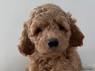 Double Doodle dogs Stunning litter of Australian Double Doodles - Advert 2