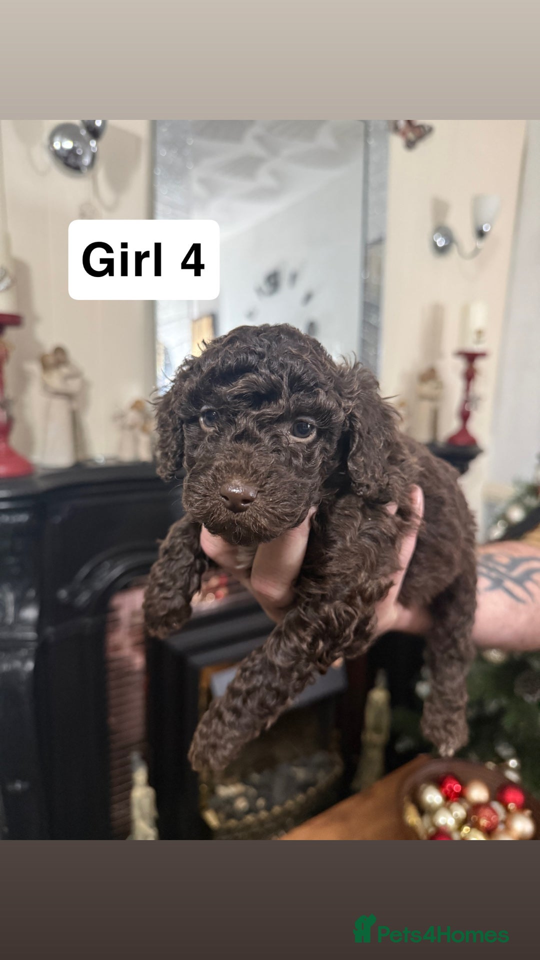 Cockapoo dogs for sale: 7 cockapoo pups - Advert 6