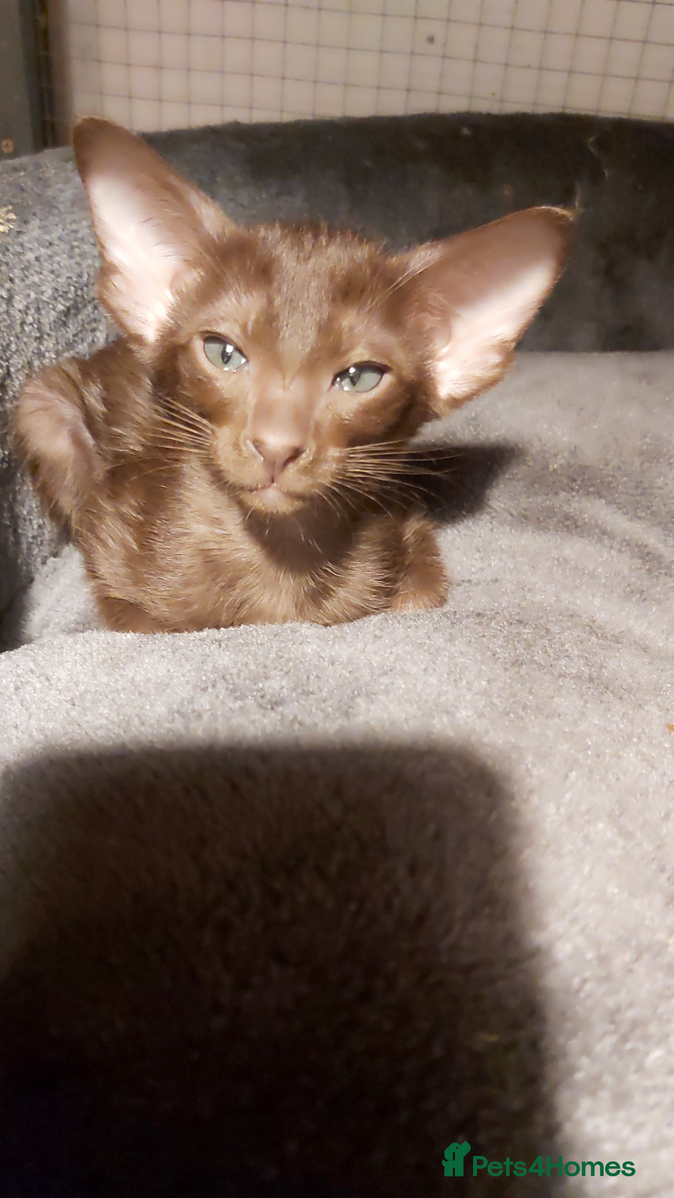 Oriental cats Full Pedigree Oriental 6 Kittens XL size ears GCCF - Advert 1