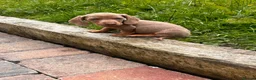 Miniature Dachshund dogs for sale: miniture dachshund - Advert 7
