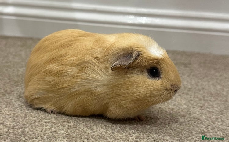 Guinea Pig rodents 8 week old baby boys  - Advert 5
