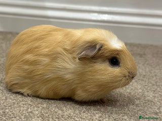 Guinea Pig rodents 8 week old baby boys - Advert 14