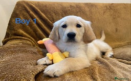 Golden Retriever dogs for sale: KC Registered Golden Retriver Puppies - Image 3