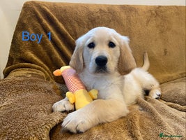 Golden Retriever dogs - Advert 10