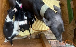 Mixed Breed dogs for sale: Saluki whippets  - Image 21