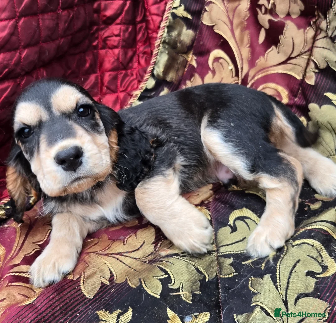 Cocker Spaniel dogs for sale: Stunning litter of cocker spaniel pups ready now. - Advert 17