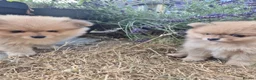 Pomeranian dogs for sale: Two Lovely Sable Purebred Pomeranian Puppies - Advert 2