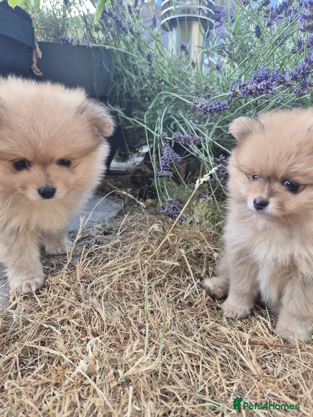 Pomeranian dogs for sale: Two Lovely Sable Purebred Pomeranian Puppies - Advert 2