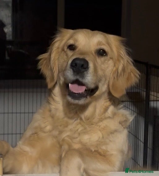 Golden Retriever dogs KC Genetically Clear Golden Retriever Girl  - Advert 5