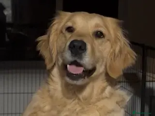 Golden Retriever dogs KC Genetically Clear Golden Retriever Girl - Advert 5