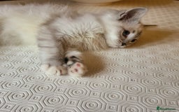 Ragdoll cats for sale:  ragdoll - Image 4